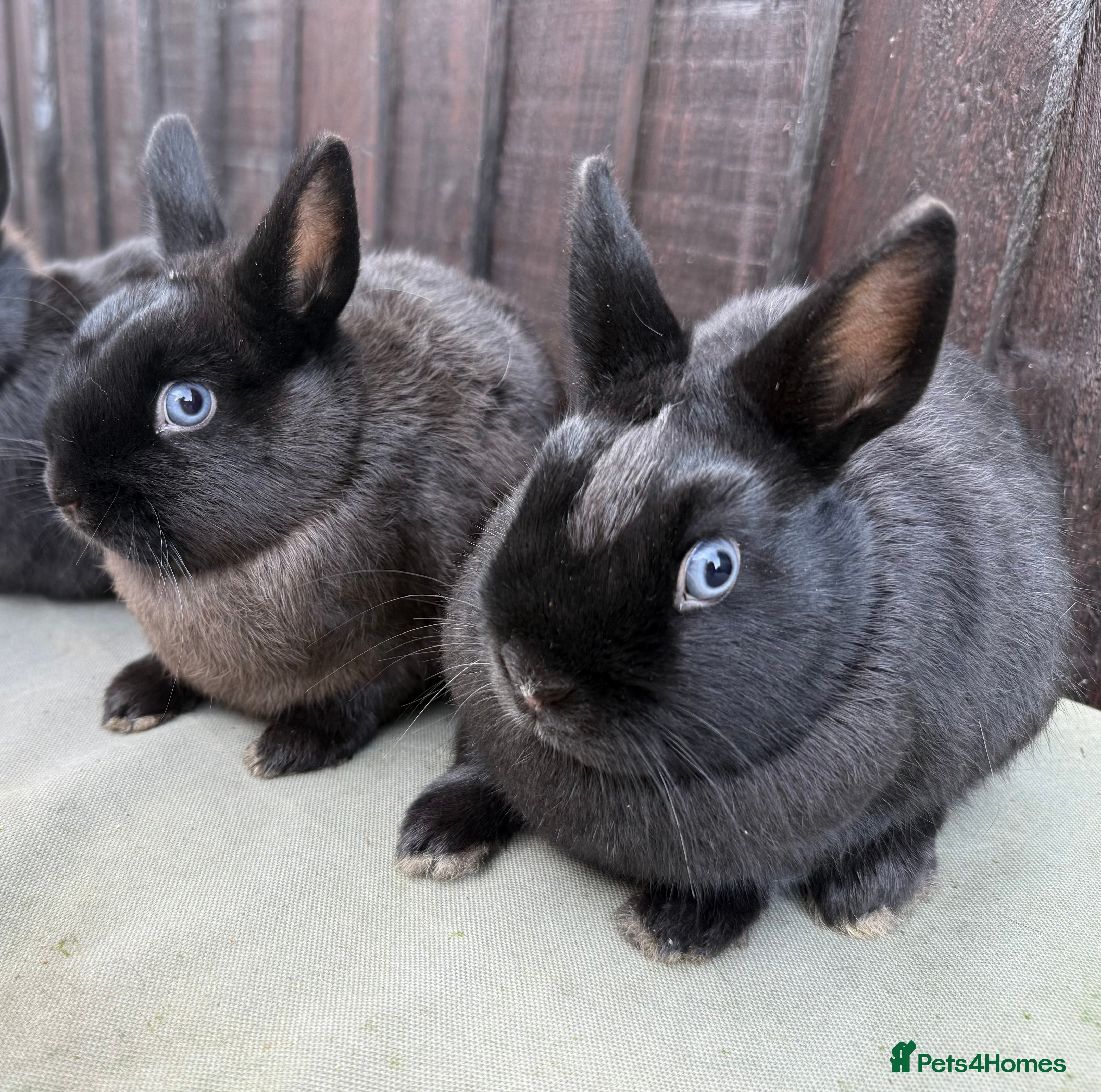 Netherland Dwarf rabbits 2 Adorable Netherland Dwarf Bunnies  - Advert 1