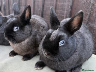 Netherland Dwarf rabbits 2 Adorable Netherland Dwarf Bunnies - Advert 7