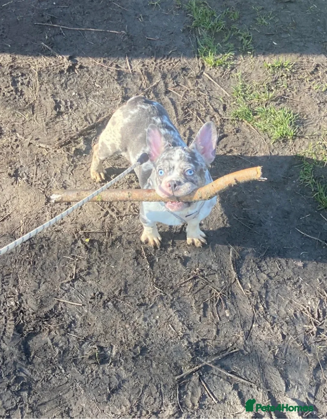 French Bulldog dogs for sale: French bulldog blue eyes - Advert 3