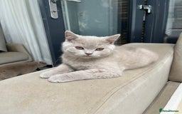 British Shorthair cats for sale: Chunky BSH Lilac Boy Ready Now!  - Image 4
