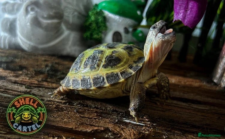 Tortoise reptiles BABY HORSFIELDS & SET UPS - Advert 1