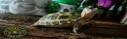 Tortoise reptiles for sale: BABY HORSFIELDS & SET UPS! - Advert 3