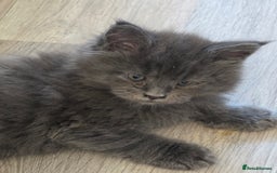 Maine Coon cats for sale: TICA REGISTERED STUNNING MAINE COON KITTENS  in Blackpool - Image 19