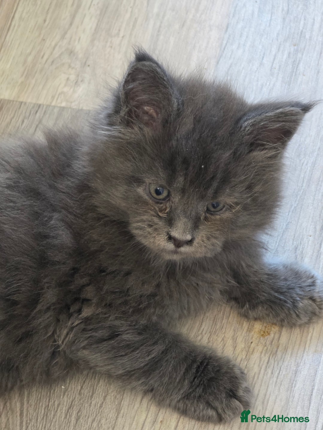 Maine Coon cats for sale: TICA REGISTERED STUNNING MAINE COON KITTENS  in Blackpool - Image 19