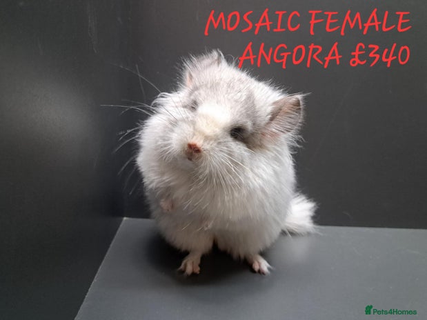Chinchilla rodents - Advert 13
