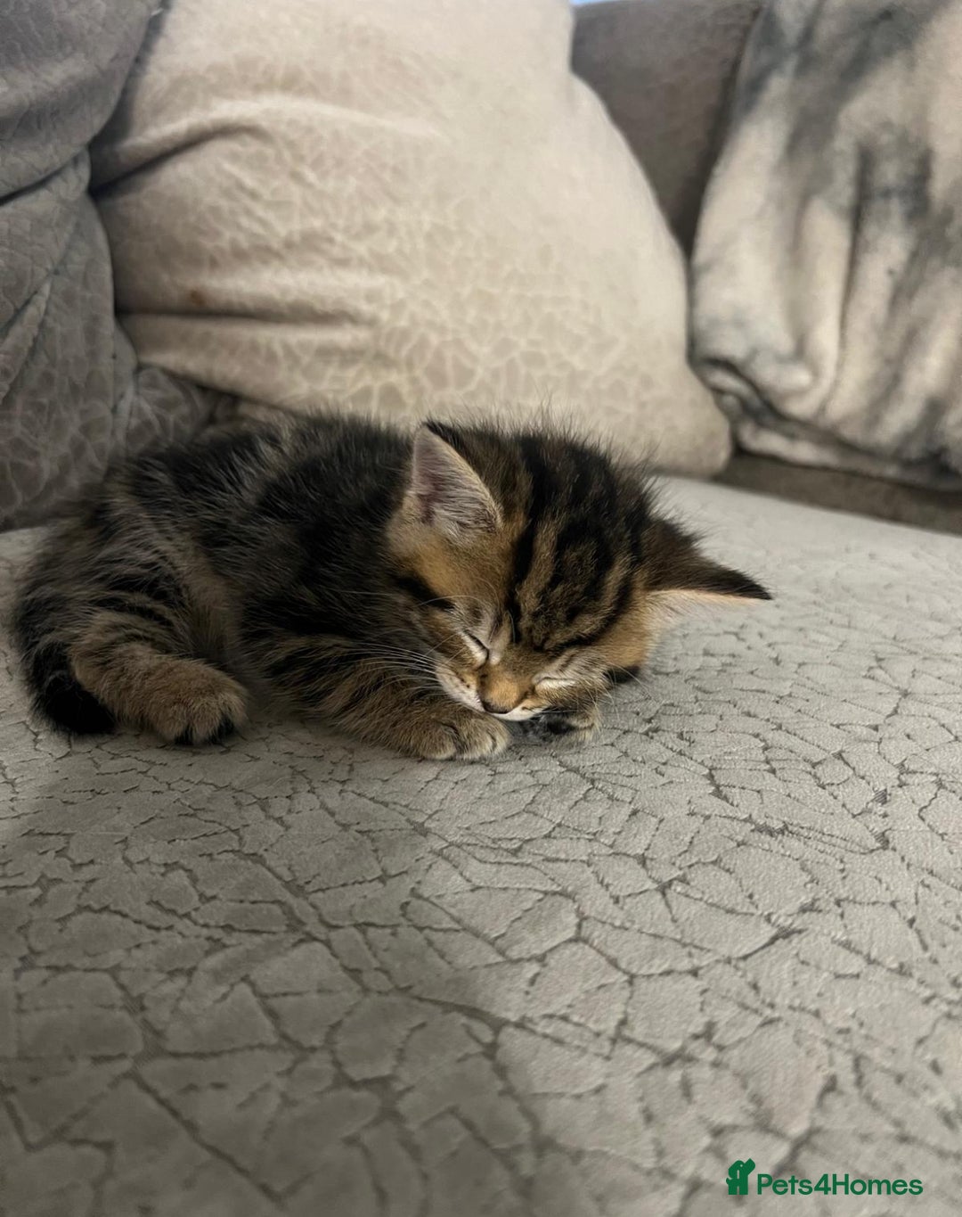 Bengal cats for sale: Bengal cross kittens one grey boy one brown girl - Image 16