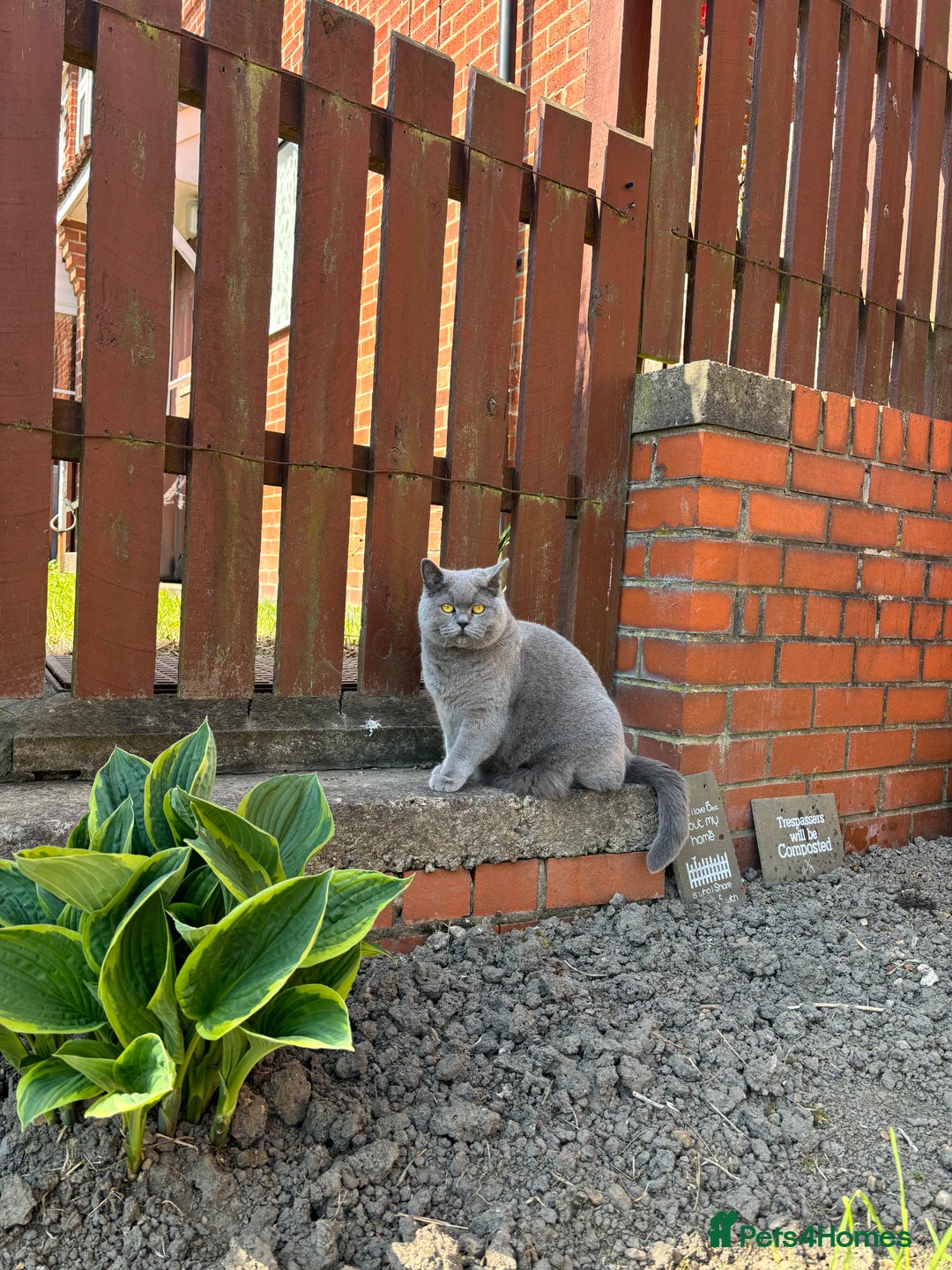 British Shorthair cats for sale: Female British shorthair cat  - Advert 4