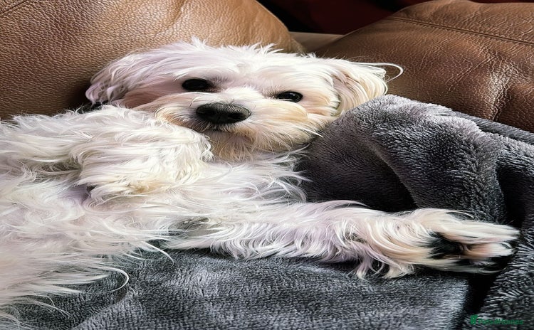 Maltipoo dogs - Advert 13