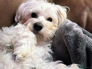 Maltipoo dogs - Advert 1