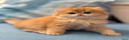 British Longhair cats for sale: ✨ Exquisite Golden Longhair Kitten ✨ - Advert 14