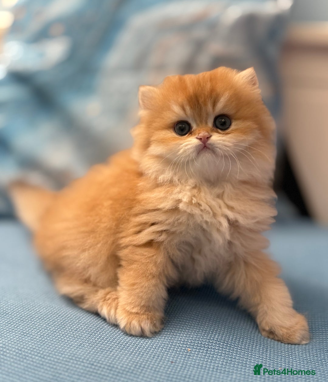 British Longhair cats for sale: ✨ Exquisite Golden Longhair Kitten ✨ - Advert 14