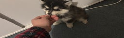 Pomsky dogs for sale: F4 tiny pomsky pups REDUCED need homes now - Advert 11