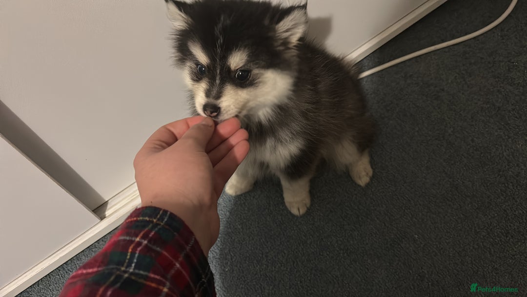 Pomsky dogs for sale: F4 tiny pomsky pups REDUCED need homes now - Advert 11