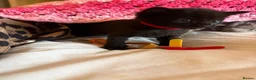 Mixed Breed cats for sale: Purrfectly adorable kittens - Advert 8