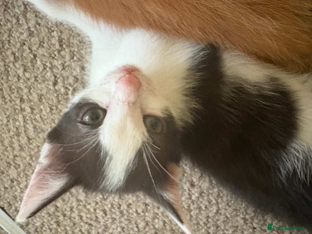 Mixed Breed cats for sale: 2 black and white kittens- READY TO GO! in Swindon - Image 4