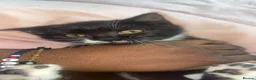 Mixed Breed cats for sale: Kitten ready for a new home in Enfield - Advert 1
