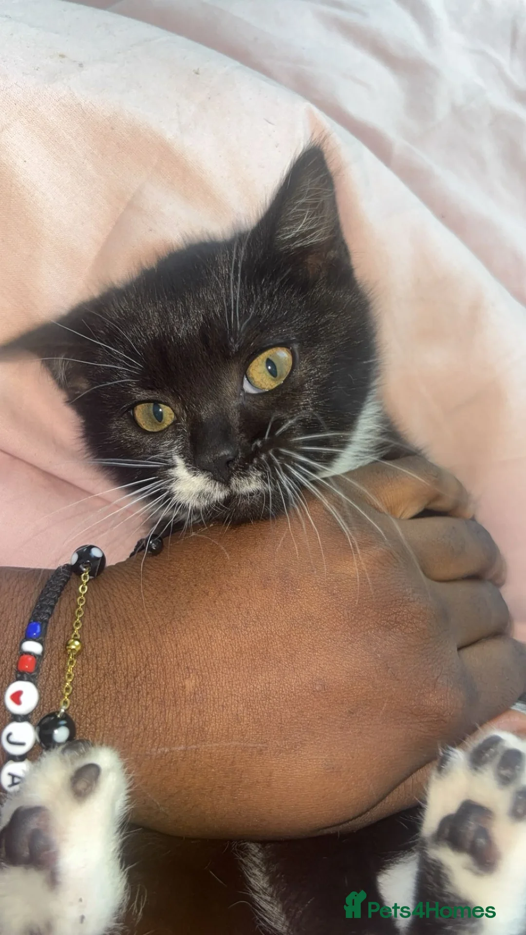 Mixed Breed cats for sale: Kitten ready for a new home in Enfield - Advert 1