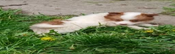 Jack Russell dogs for sale: 4 beautiful Jack Russel puppies £700 - Advert 9