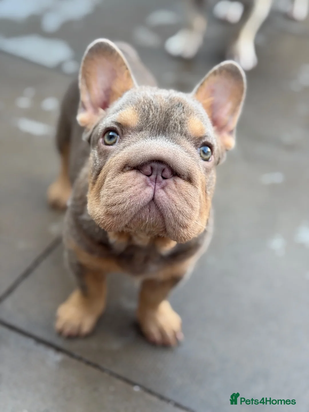 French Bulldog dogs for sale: KC reg Isabella & Tan female French Bulldog  - Advert 2