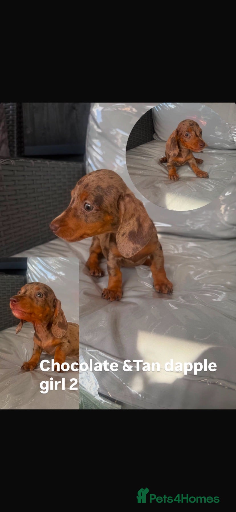 Miniature Dachshund dogs ⭐️Reduced⭐️6 beautiful miniature dachshund  - Advert 8