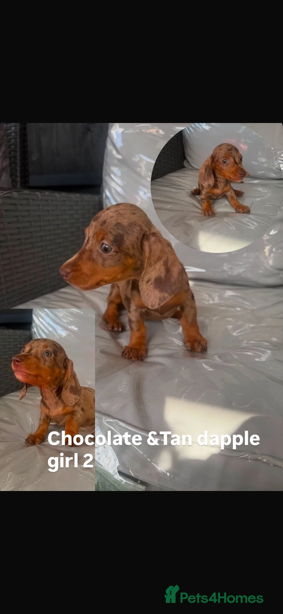Miniature Dachshund dogs for sale: ⭐️Reduced⭐️6 beautiful miniature dachshund  - Advert 1