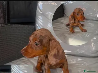 Miniature Dachshund dogs ⭐️Reduced⭐️6 beautiful miniature dachshund - Advert 12