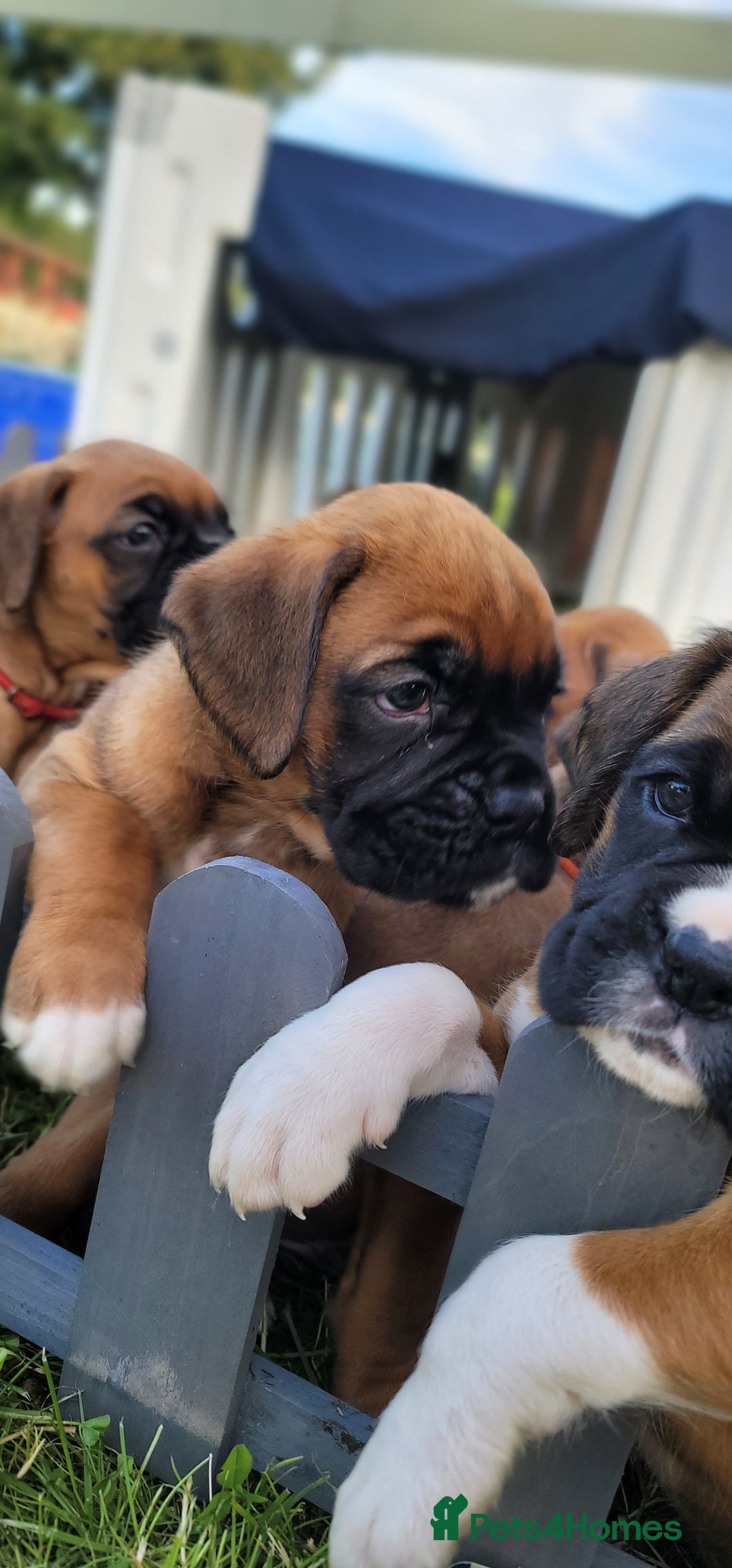 Boxer dogs for sale:   🐾 Champion Bloodline Boxer Puppies🐾 - Image 15