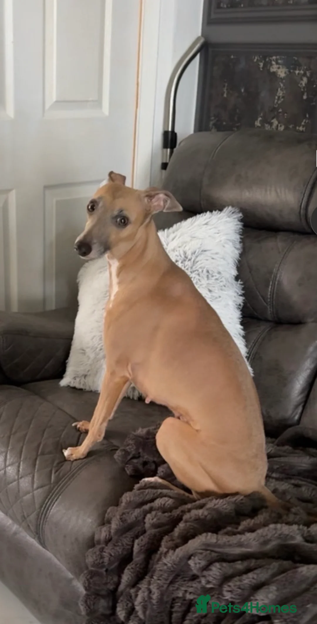 Italian Greyhound dogs for sale: Italian greyhounds  - Advert 9