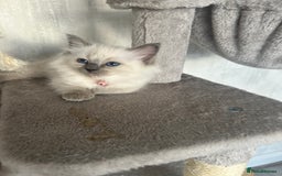 Ragdoll cats for sale: One girl left. Beautiful ragdoll kittens - Image 2