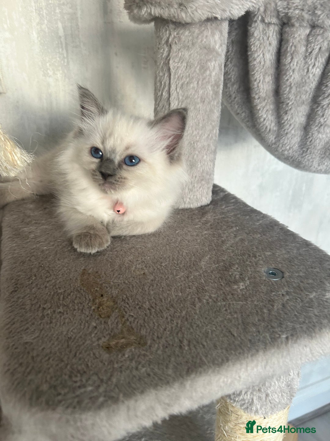 Ragdoll cats for sale: One girl left. Beautiful ragdoll kittens - Image 2