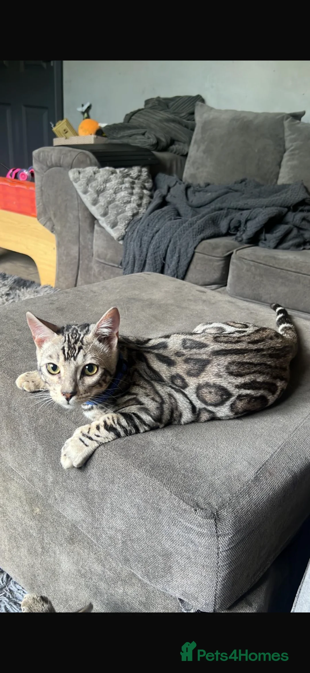 Bengal cats for sale: Male bengal cat  - Advert 1