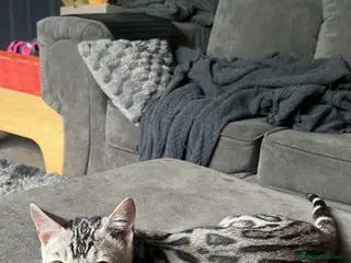 Bengal cats Male bengal cat - Advert 6