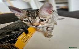 Bengal cats for sale: 2 stunning unique snow bengal kittens left  - Image 22