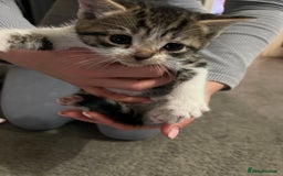 Mixed Breed cats for sale: 3 x female 2 x male kittens  - Image 4
