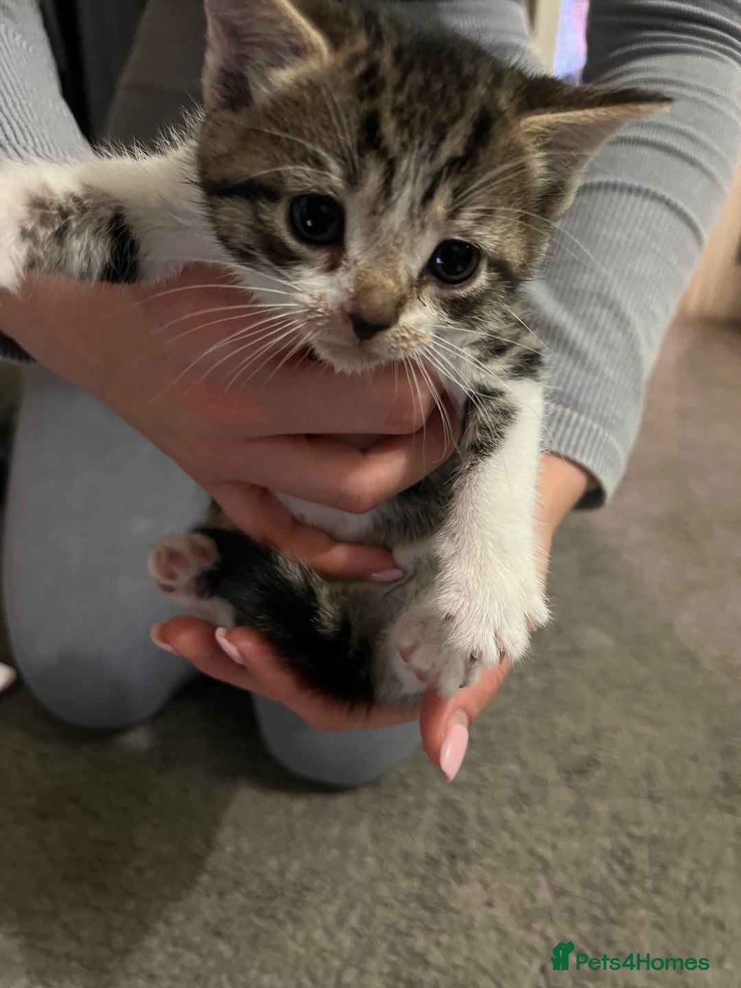 Mixed Breed cats for sale: 3 x female 2 x male kittens  - Image 4