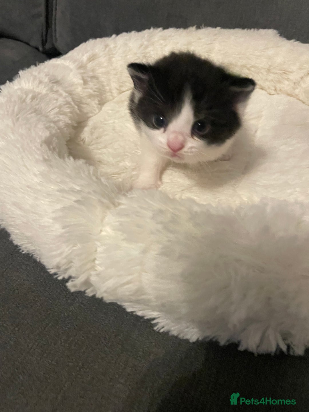Domestic Shorthair cats for sale: Four kittens, 4 weeks old - Image 17