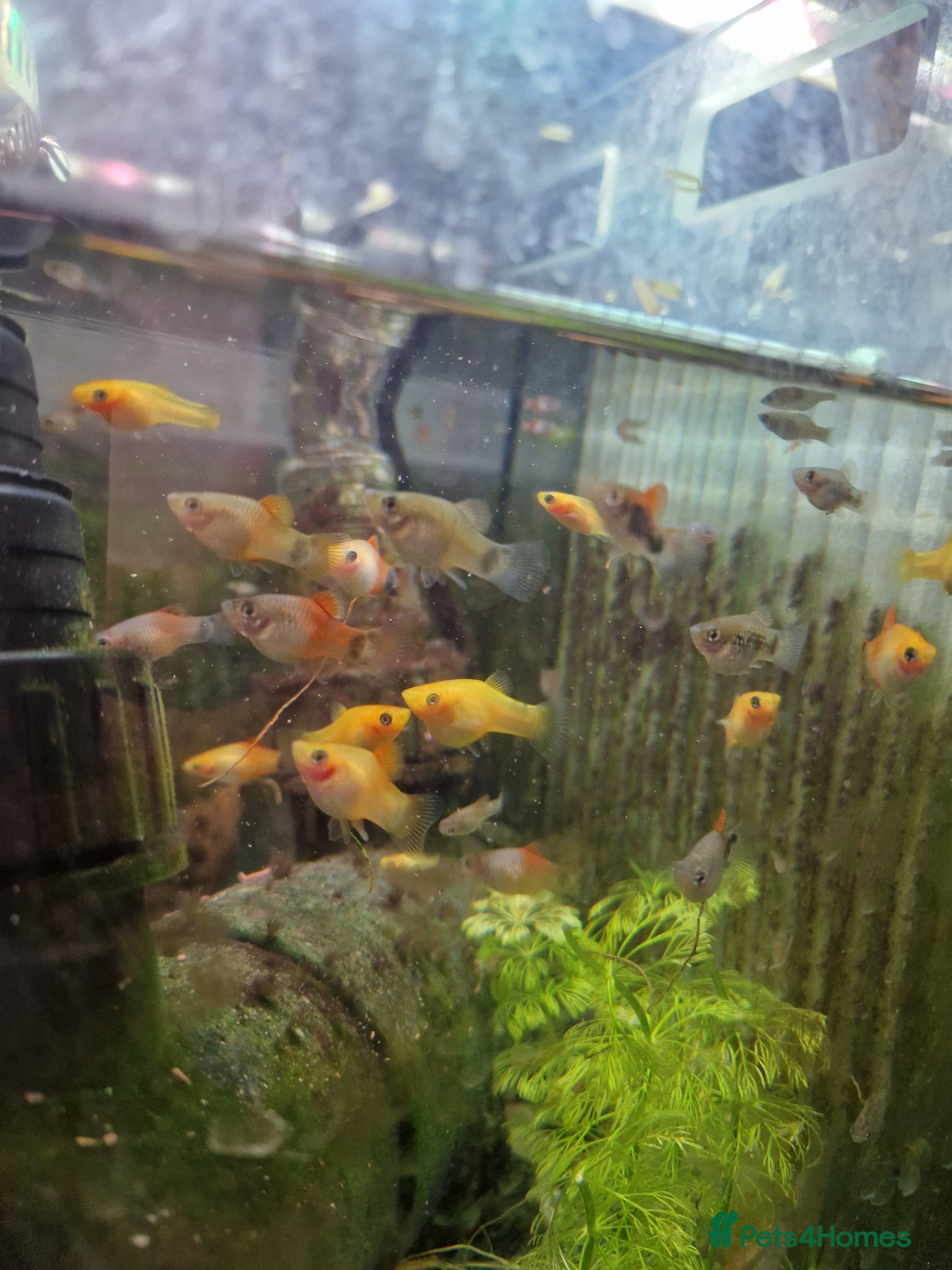 Platies fish for sale: Mixed Platies & Mollies for sale, 15 fish for £10 - Advert 2