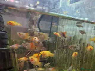 Platies fish for sale: Mixed Platies & Mollies for sale, 15 fish for £10 - Advert 2
