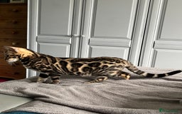 Bengal cats for sale: TICA registered female glitter coat 1year Bengal  - Image 6