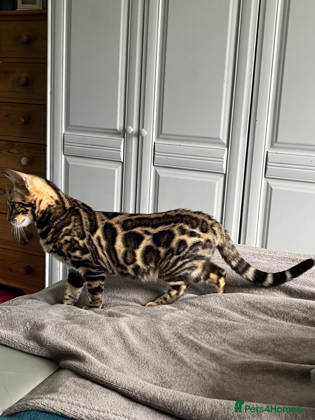 Bengal cats for sale: TICA registered female glitter coat 1year Bengal  - Image 6