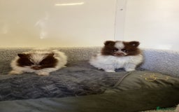 Pomeranian dogs for sale: Pomeranian  - Image 17