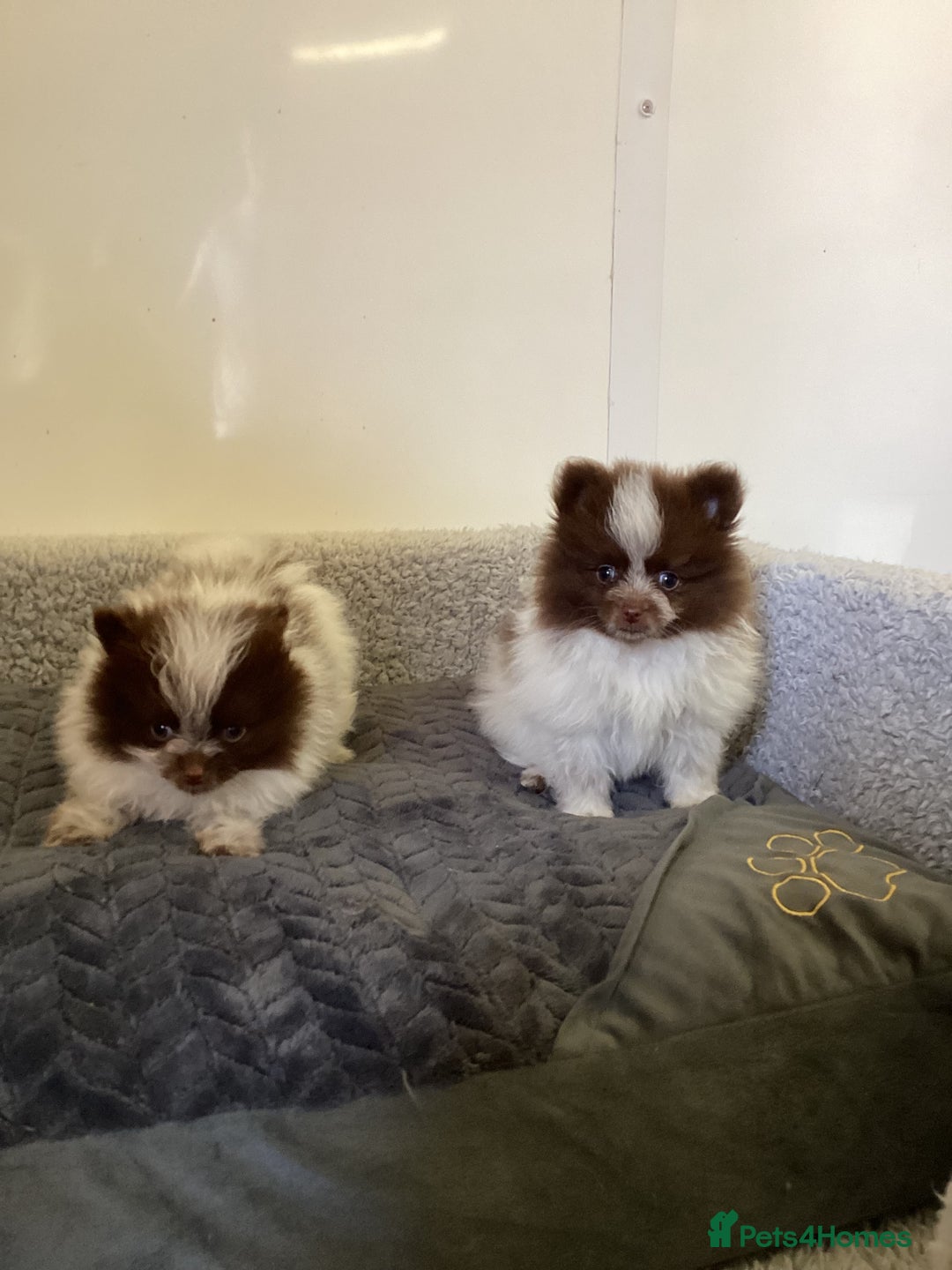 Pomeranian dogs for sale: Pomeranian  - Image 17