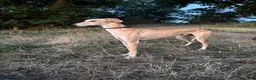 Lurcher dogs for stud: Lurcher for stud - Advert 4