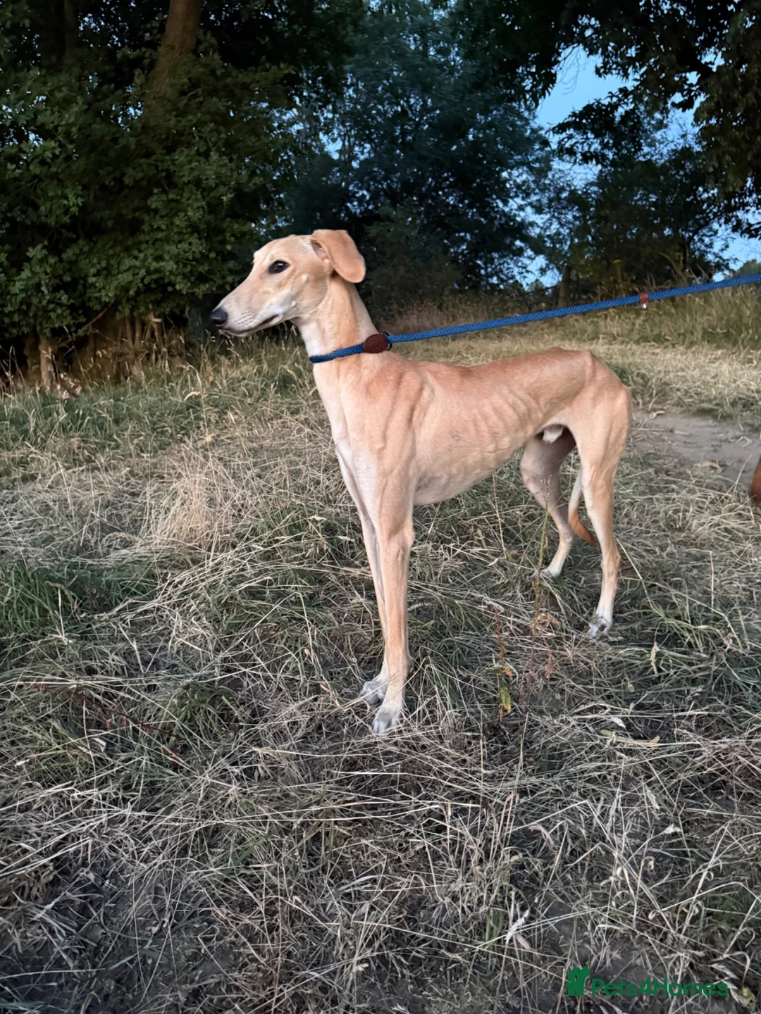 Lurcher dogs for stud: Lurcher for stud - Advert 4