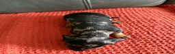 Dachshund dogs for sale: 7 Puppies Available  - Advert 8