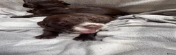 Sprocker dogs for sale: Sprocker puppies  in Dalry - Advert 17