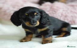 Miniature Dachshund dogs for sale: Gorgeous Longhair Miniature Dachshund Girls - Image 29