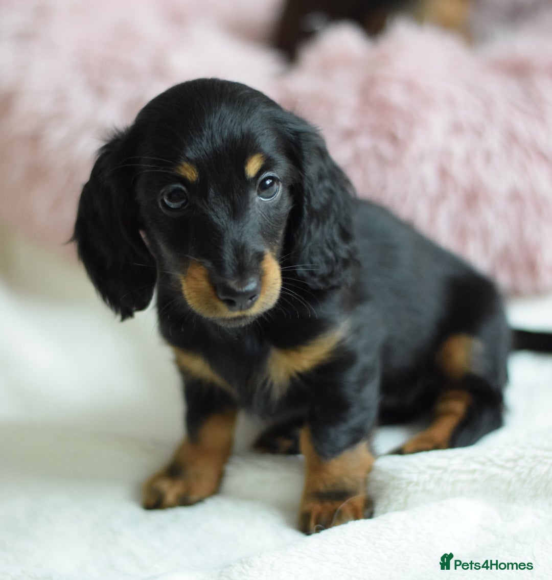 Miniature Dachshund dogs for sale: Gorgeous Longhair Miniature Dachshund Girls - Image 29