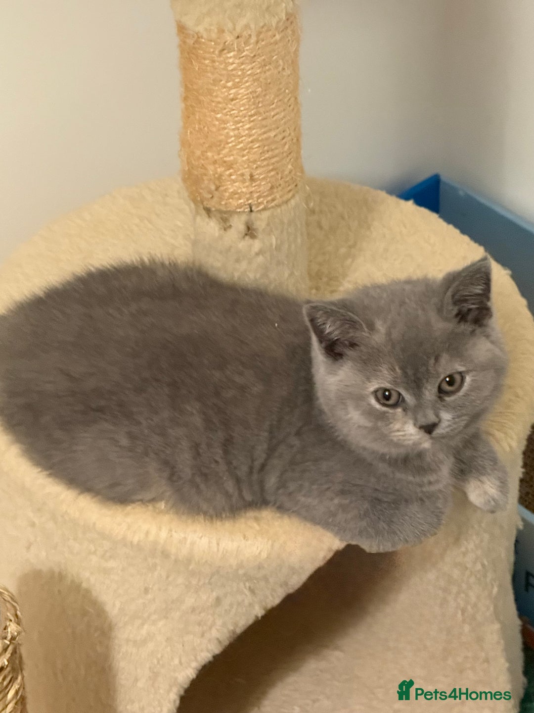 British Shorthair cats for sale: Stunning BSH furry babies all reserved  - Advert 13