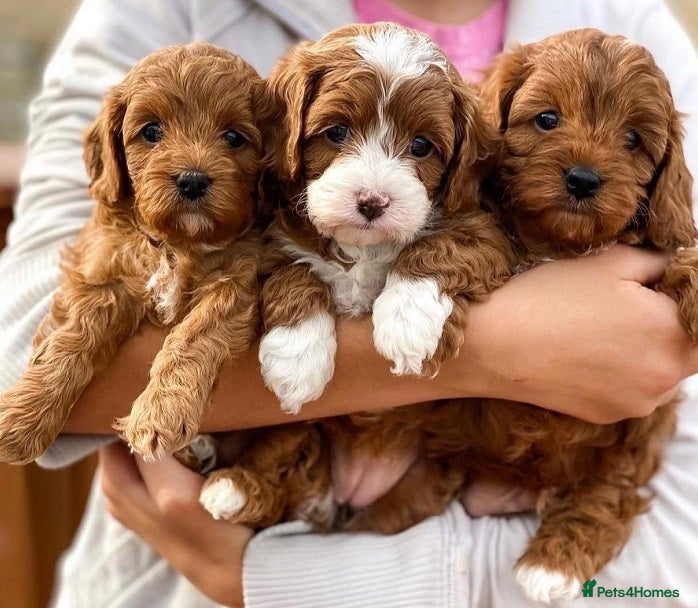Cavapoo dogs Ready to go now! Cavapoo puppies - Advert 15